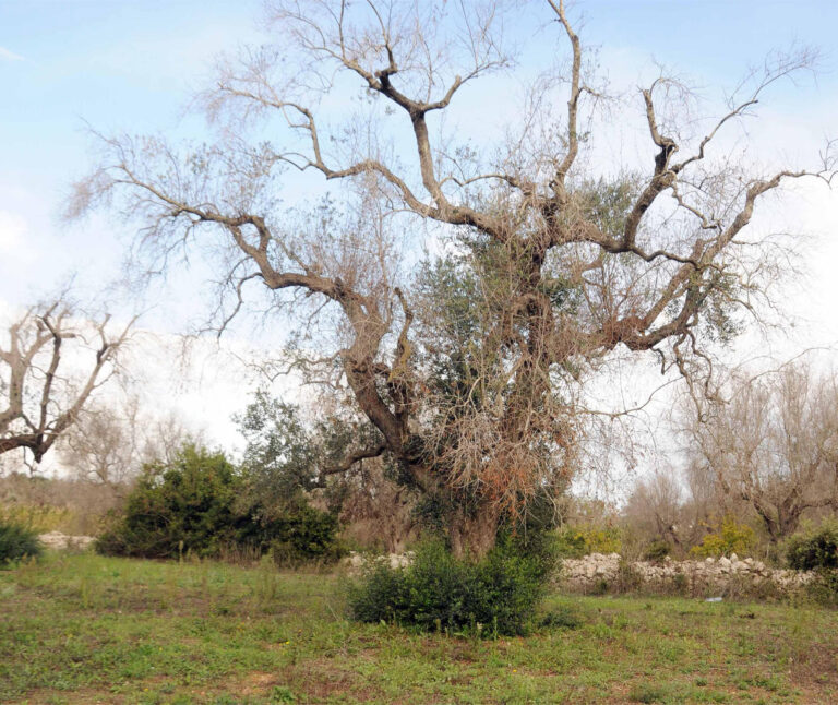 Il caso Xylella e la rigenerazione dell’agricoltura nel Salento