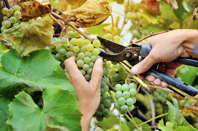 Dalla vite al vino: quattrocento chilometri divini